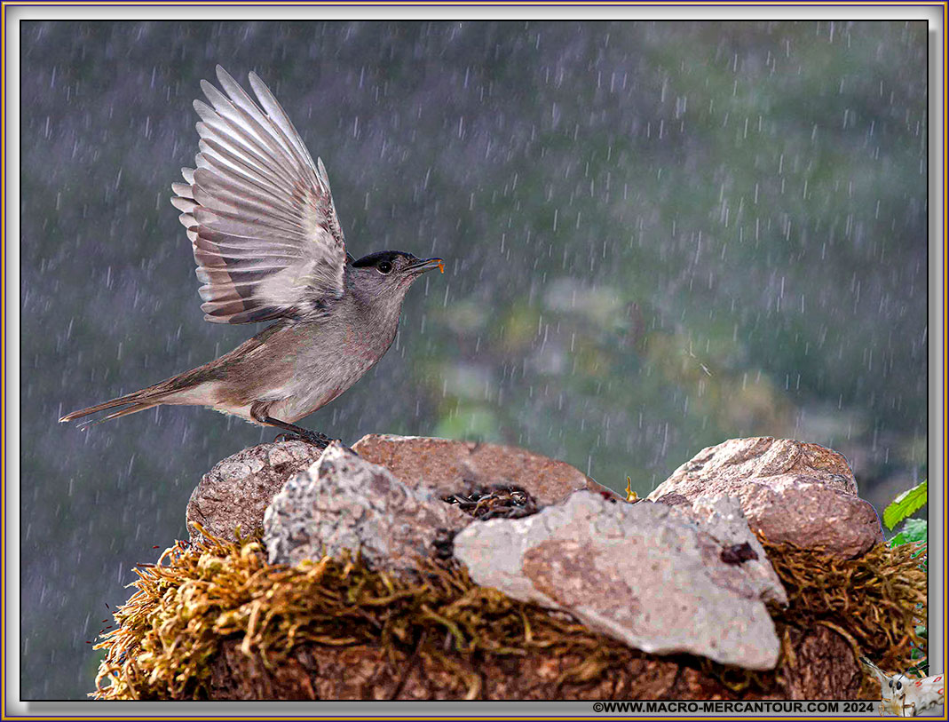 FAUVETTE à tête noire
